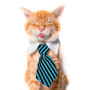 Corbata para Gatos
