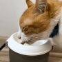 CatH2O Fuente de Agua Mini para Gatos 1,2 lts