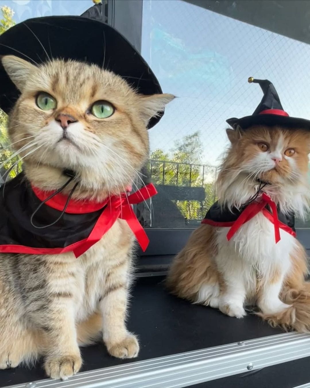 MILU SABRINA Y FIONA